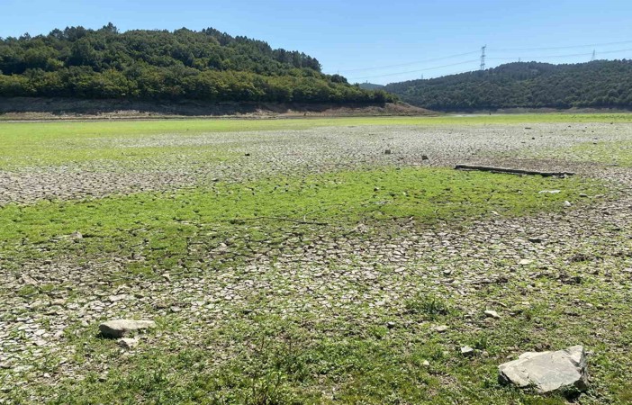 İstanbul’da şaşırtan görüntü: Suların çekilmesiyle yeşile dönen alan mandalara kaldı