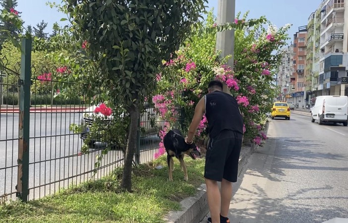 Kara yoluna çıkan köpek trafiği birbirine kattı, sürücüleri peşinden koşturdu