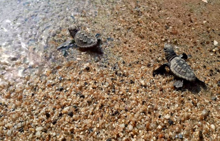 Kuşadası’nda 33 caretta caretta yavrusu denizle buluştu