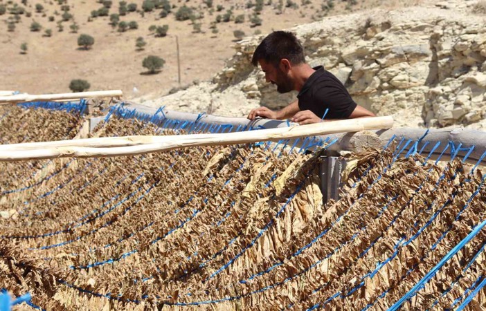 Mardin’de kavurucu sıcakta zorlu tütün mesaisi