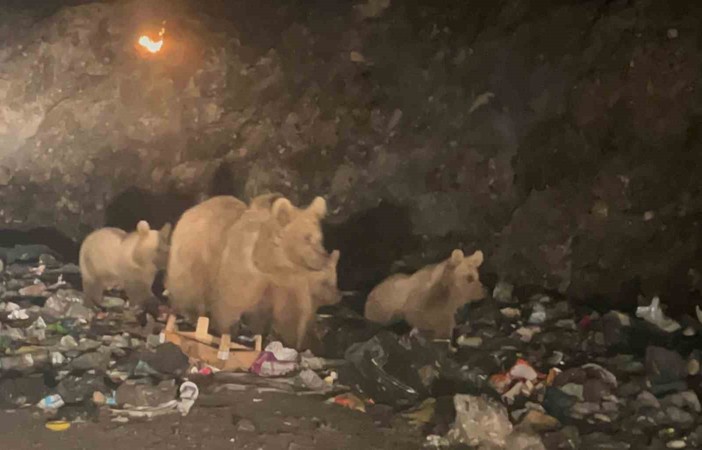 Sarıkamış’ta ayılar ’çöplük ayısı’ oldu