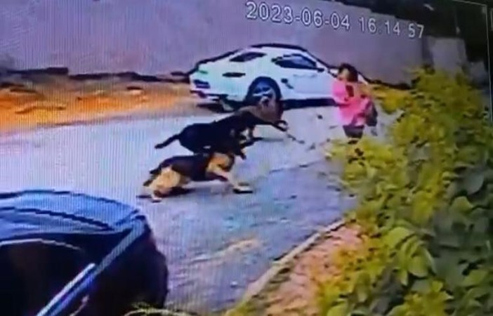 İstanbul’da dehşet anları kamerada: Kadınlar sokak köpeği saldırısına uğradı