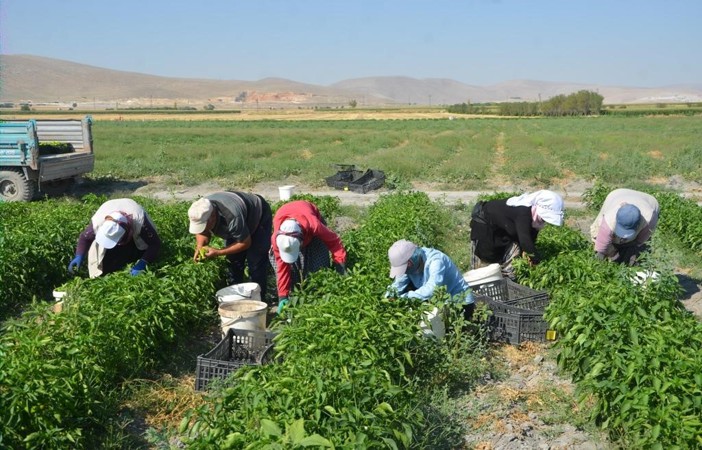 Adabağ’da üretilen organik ürünler tarladan direkt halka ulaşıyor