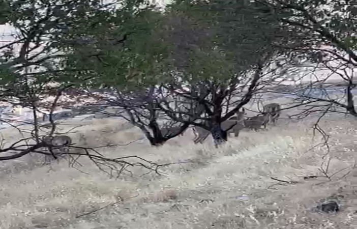 Elazığ’da dağ keçileri sürü halinde görüntülendi