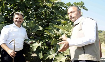 Mudanya’da kraliçe incirinin hasadı başladı