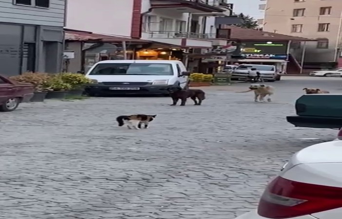 (Video) Cesur kedi 3 köpeğe kafa tuttu