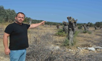 (Video) Gömeç’te talan edilen zeytin ağaçlarının yerine lüks villalar dikiliyor