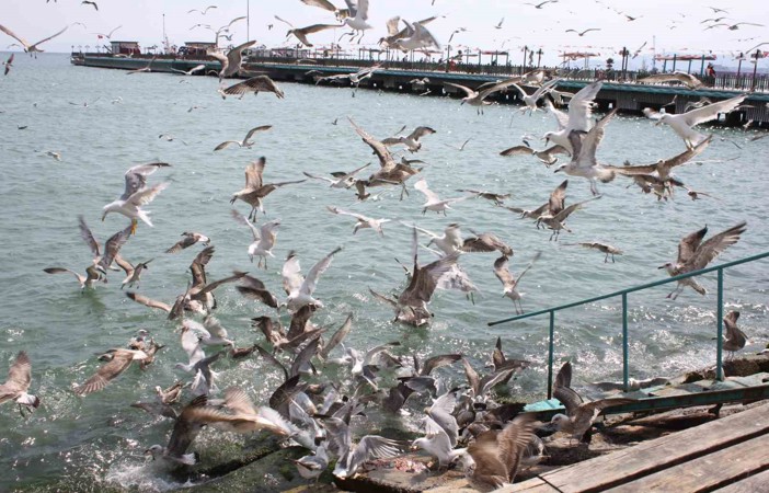 Tekirdağ sahilinde martıların ekmek kavgası