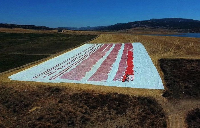 Yozgat’ta kurutulmak için serilen domatesler tarlaları kırmızıya bürüdü