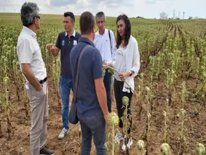 Tekirdağ'da ayçiçeğinde yaşanan verim kayıpları tespit ediliyor 