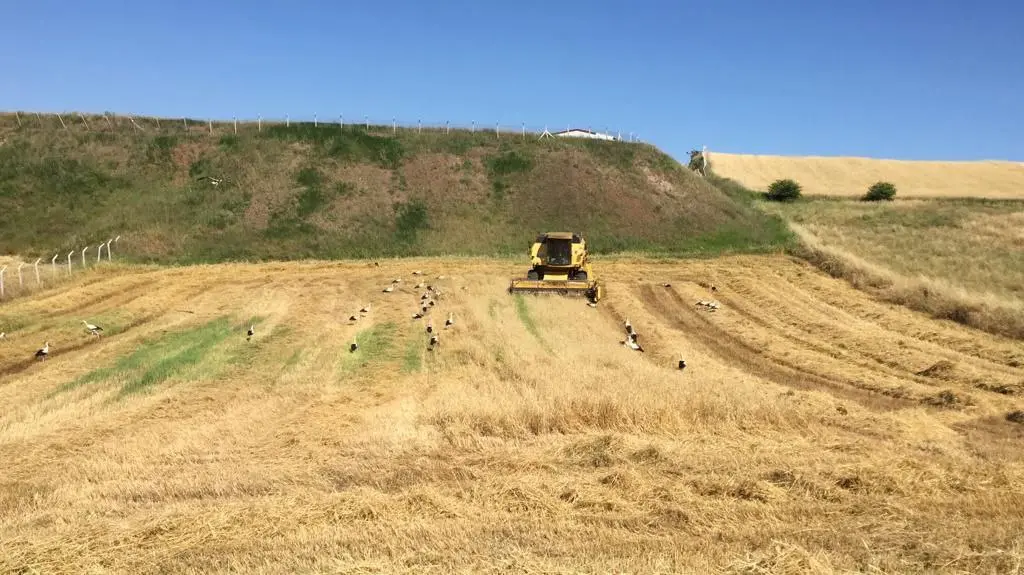 Göç yolundaki leylekler buğday tarlasında beslendi