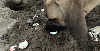 Sahipsiz köpekler sahillerde caretta caretta yavruları için de tehlike oluşturuyor