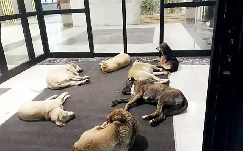 Başıboş köpekler artık her yerde!