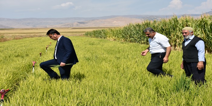 Muş'ta devlet desteğiyle 3 dekarlık alanda çeltik ekimi yapıldı