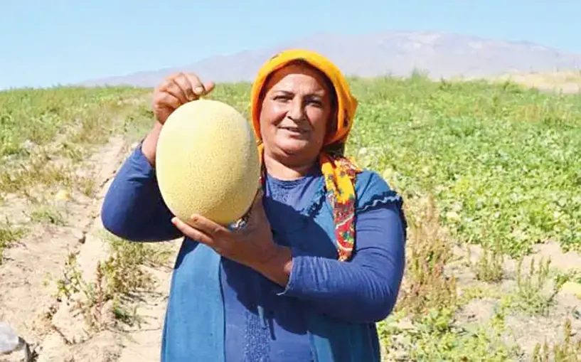 Süphan Dağı eteklerinde kavun hasadı