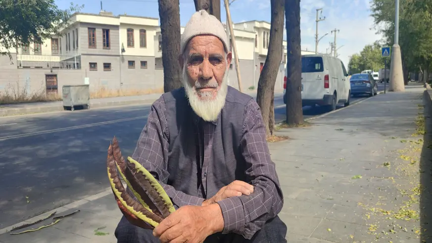 Keçiboynuzu toplayarak hem sağlıklı kalıyor hem de hayvanlarını besliyor