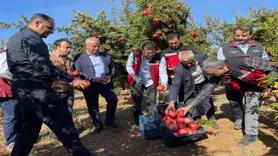 Şanlıurfa'da üretilen Hicaz Narı dünyaya ihraç ediliyor