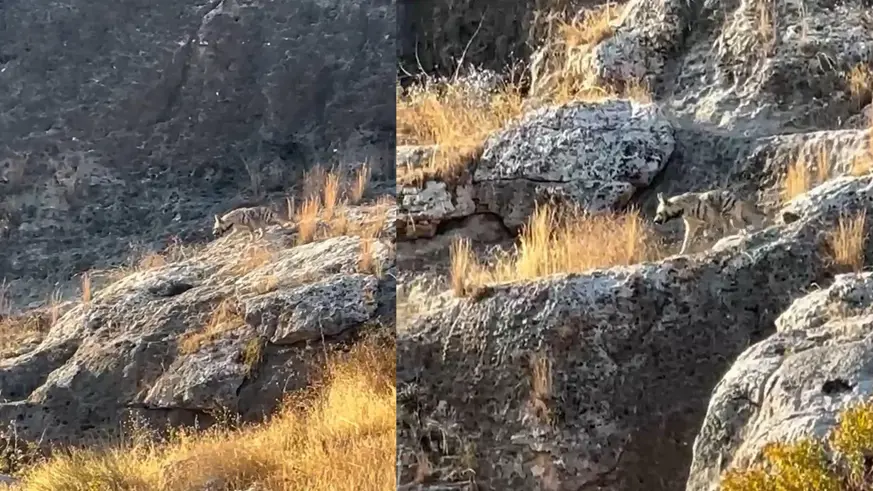 Adıyaman'da çizgili sırtlan görüldü