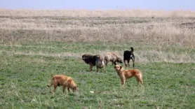 Köpeklerin saldırısında yaralandı, kaçarken beli kırıldı