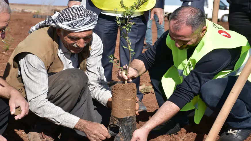 Siverek'te 12 bin meyve fidanı toprakla buluştu