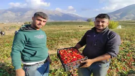 Batman'da 3 mevsim üretimi devam eden organik çilekte yılın son hasadı başladı; Şanlıurfa'dan Diyarbakır'a umut oluyor 