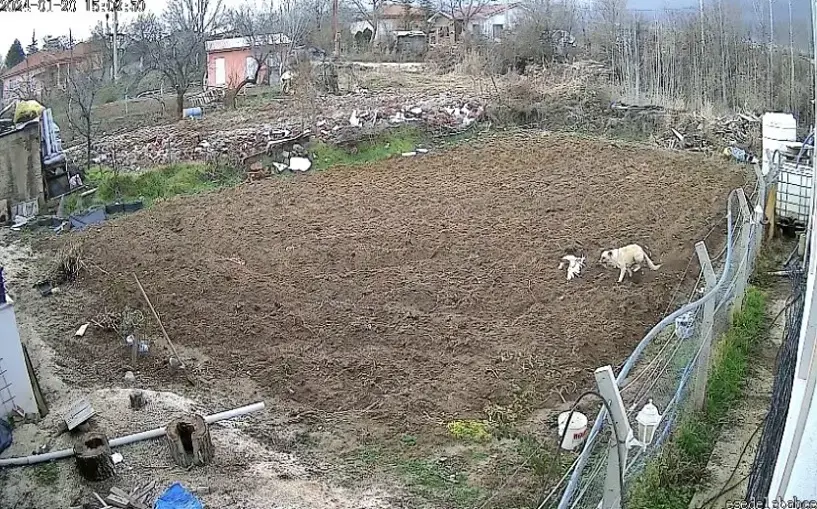 Aç köpek kümese daldı tavuğu kaptı kaçtı!