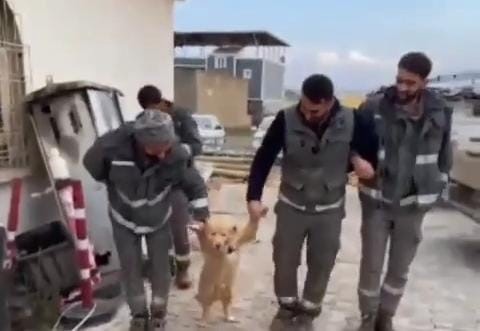 İşçilerle halay çeken köpek tebessüm ettirdi