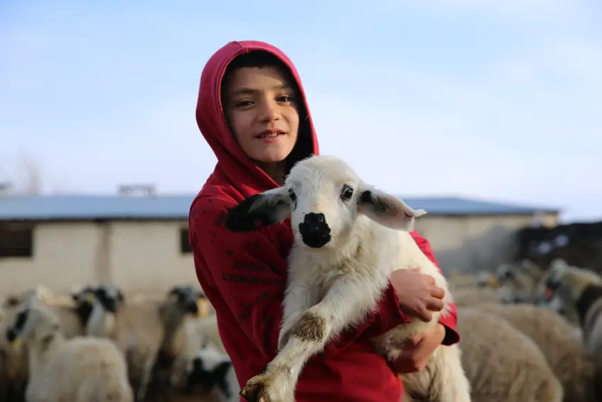 Kuzuların sesi ağılları şenlendiriyor