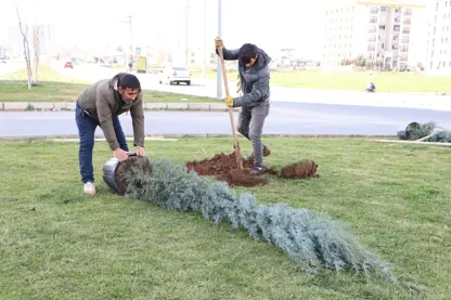 Diyarbakır'ın o caddesi ağaçlandırıldı