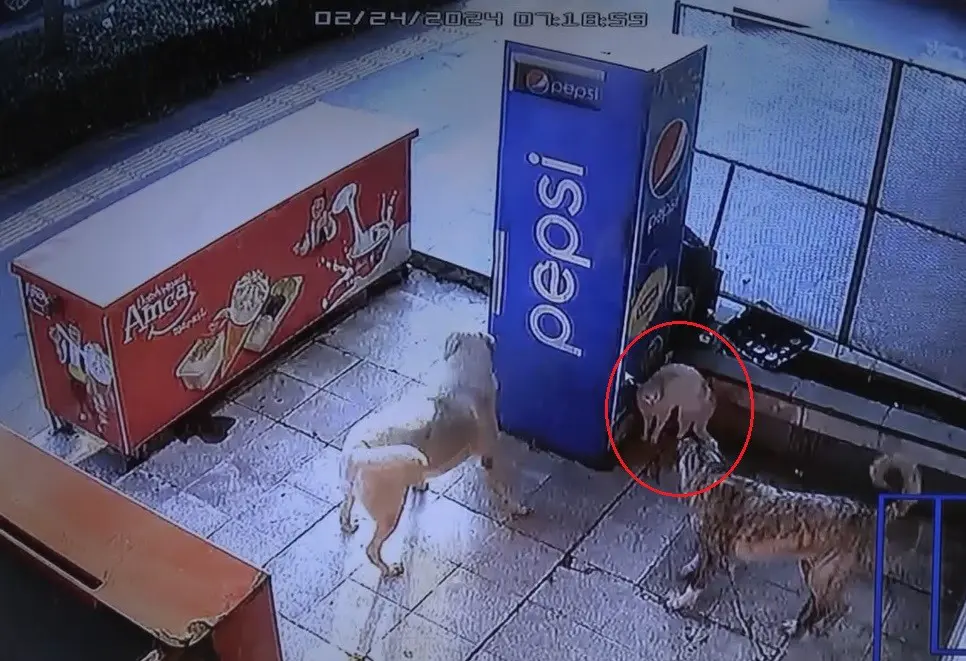 Mama bekleyen kedinin köpeklerle kavgası