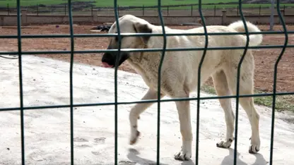 Yine köpek dehşeti