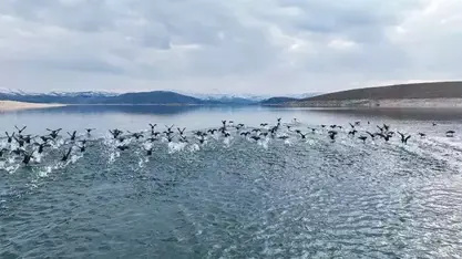 11 türde 10 bin kuş var