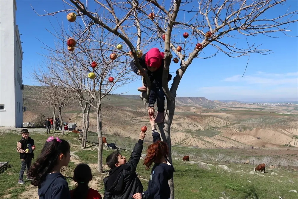 Kuşlara elma astılar