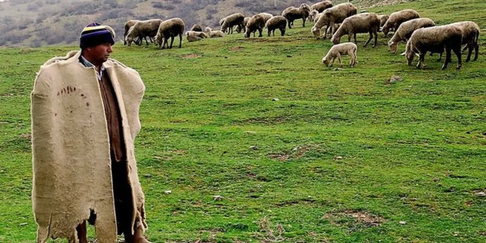 Dicle Üniversitesi çoban alımı yapacak