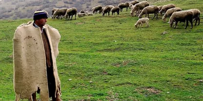 Dicle Üniversitesi çoban alımı yapacak