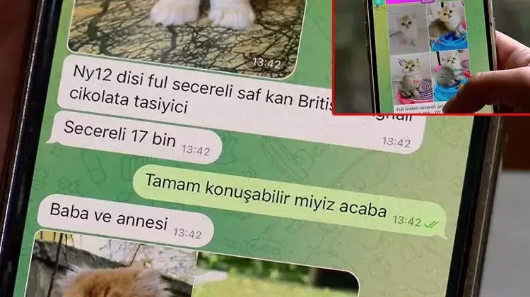 Pet shopta yasaklanan hayvan satışı sosyal medyada arttı