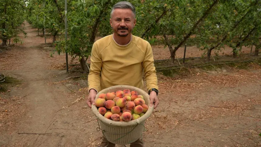 Mersin'de Şeftali Hasadı: Fiyatlar Tavan Yaptı!