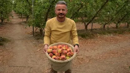 Mersin'de Şeftali Hasadı: Fiyatlar Tavan Yaptı!