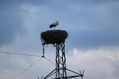 5 bin kilometre yol kat edip Diyarbakır’a döndüler