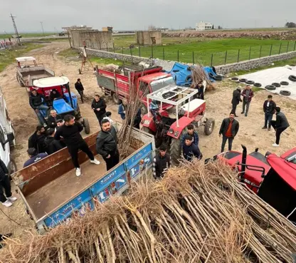 İzmir'den Cizre'ye meyve fidesi desteği