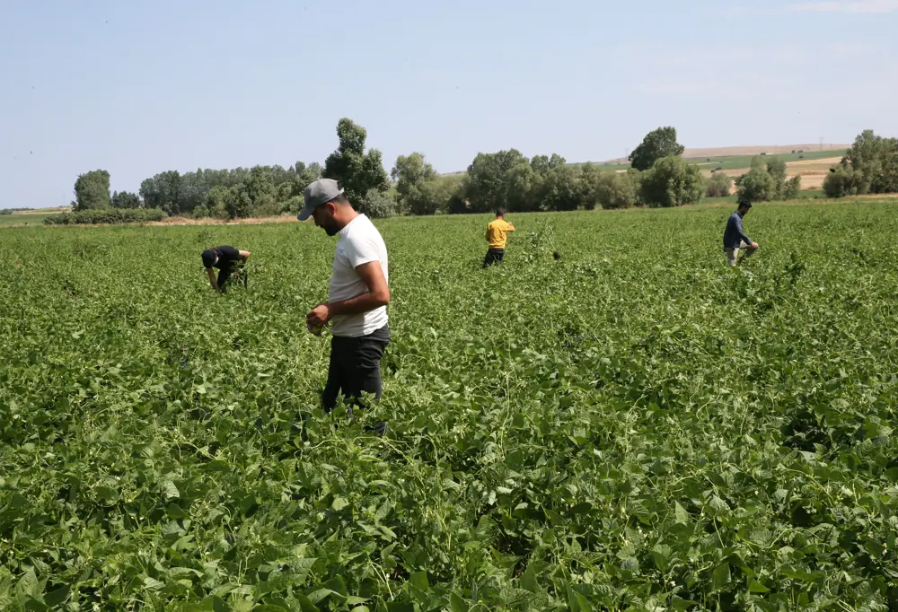 Tarım işçilerinin ücretleri arttı