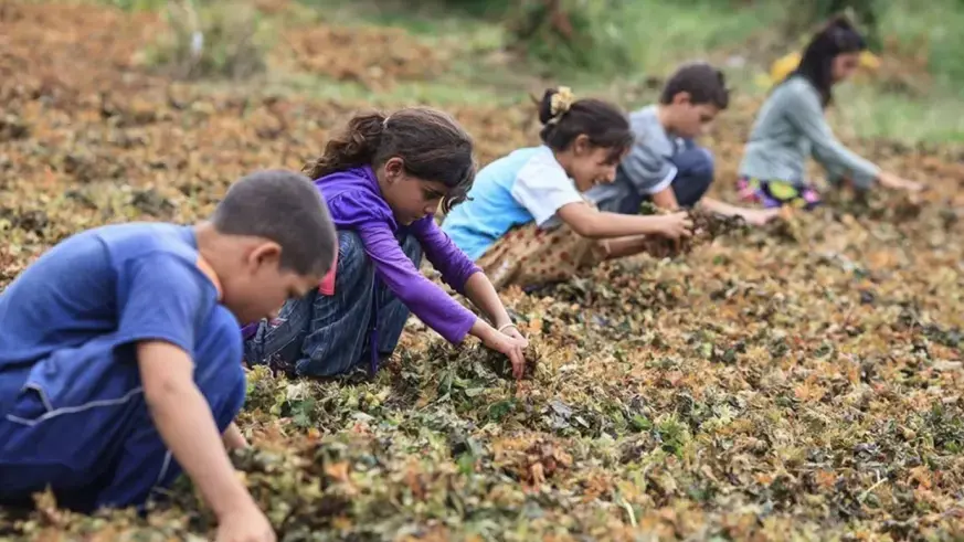 5 çocuktan biri çalışıyor