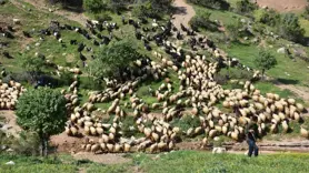 Yayla yolunu tuttular