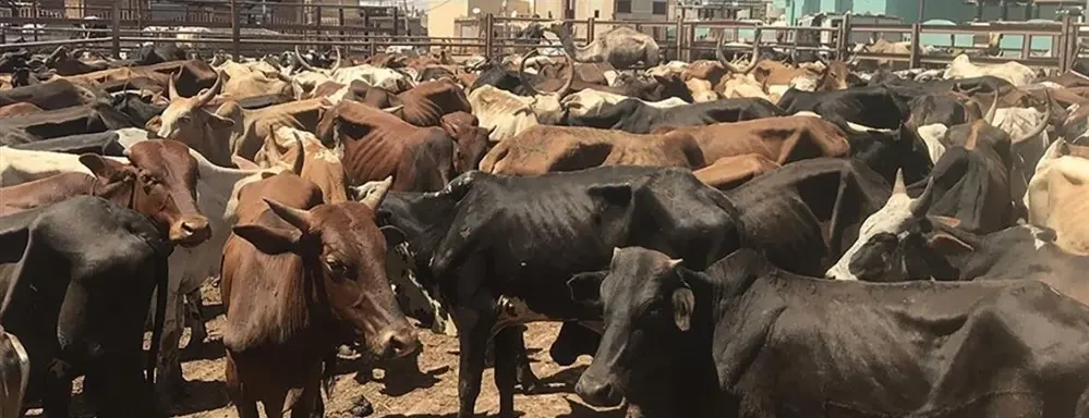 100 bin inek telef oldu! Bulaşıcı ve ölümcül bir virüs var 