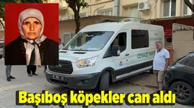 VİDEO-Başıboş köpekler can aldı; Yaşlı kadın parçalandı 