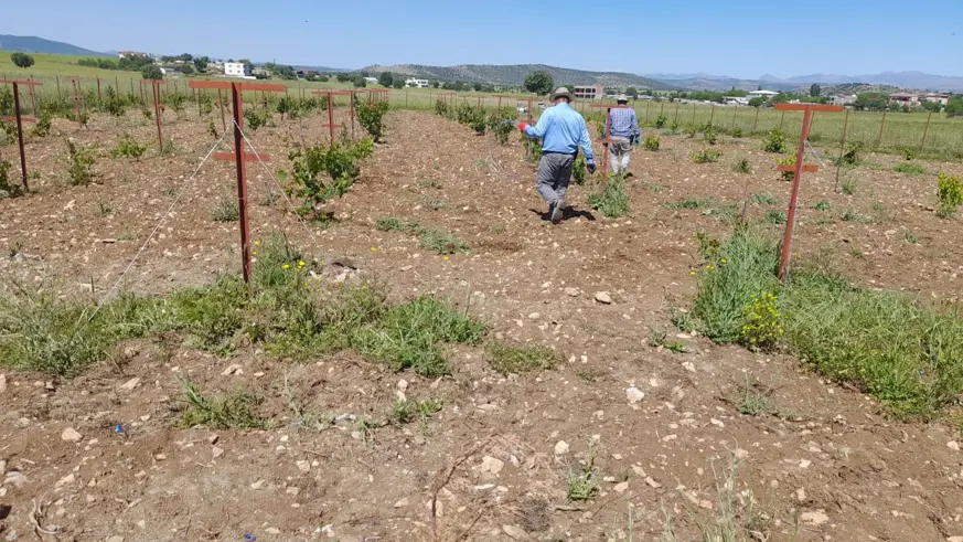 Kulp ilçesinde, örtü altı üzüm yetiştirilecek