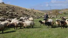 Göçerlerin çevre illerden Muş'taki yaylalara yolculuğu sürüyor