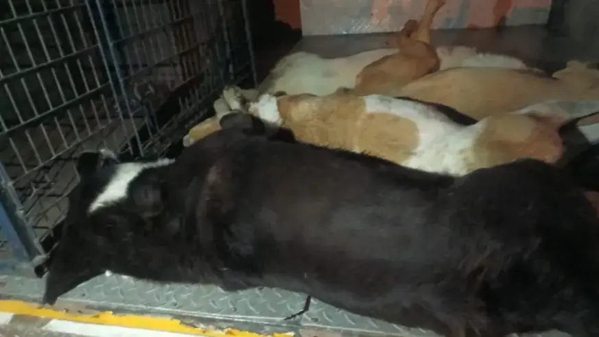 İzmir’de köpek zehirleme vakası