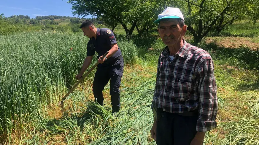 Bilecik'te çiftçinin yorgunluğunu gören jandarma tırpanla ot biçti