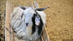 10 adımda kurban ibadetiyle ilgili doğru bilinen yanlışlar